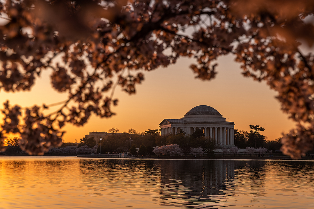 Cherry blossoms with Washington, DC skyline at sunset
