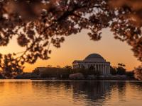cherry blossoms
